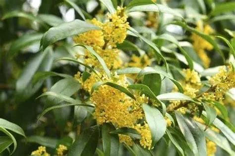 桂花陽台風水|桂花樹是鬼樹？家裡不能種桂花樹？桂花養哪裡好？